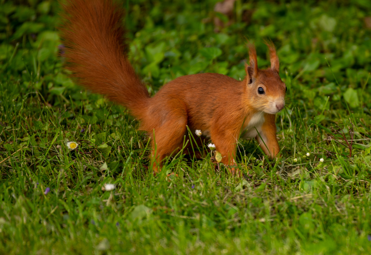 Eichhörnchen 1