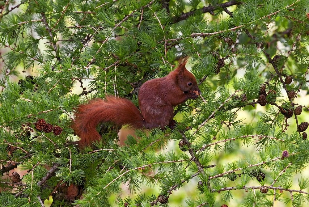 Eichhörnchen 1