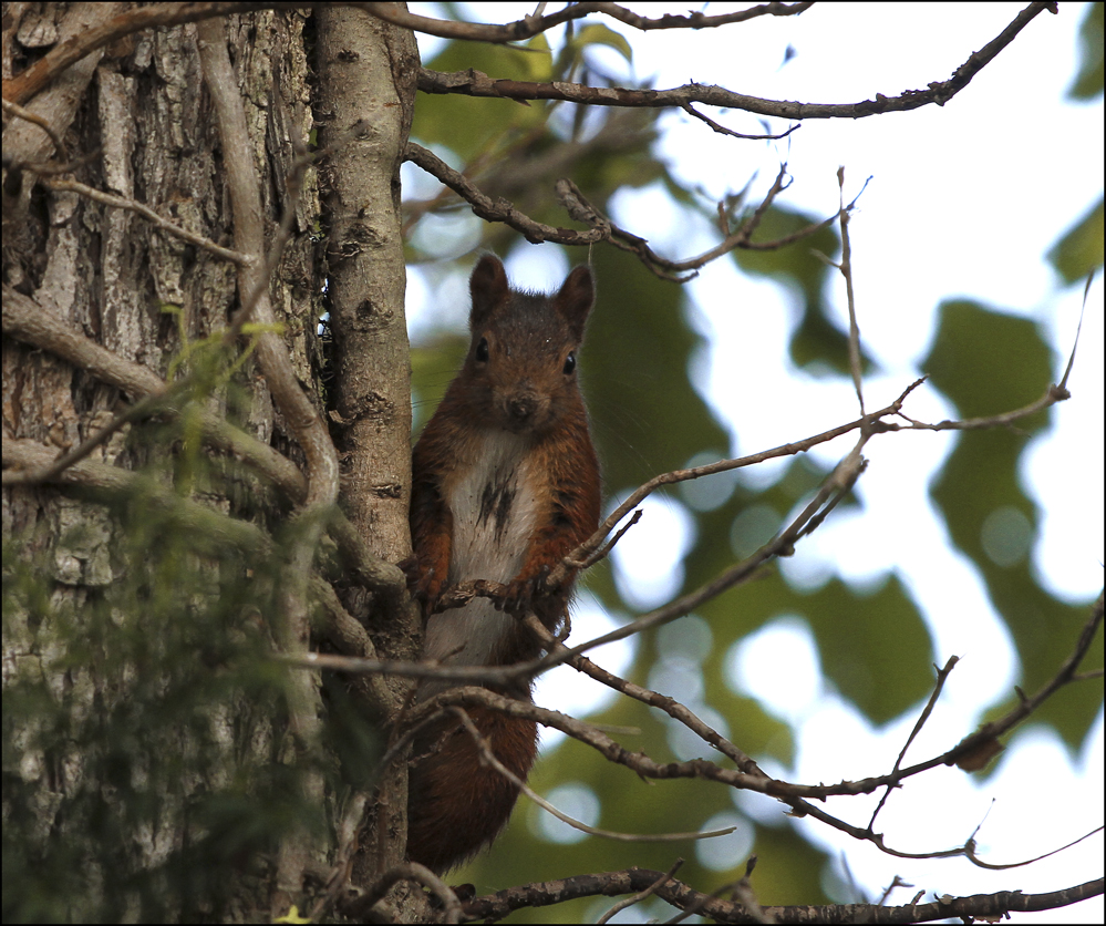 Eichhörnchen 1