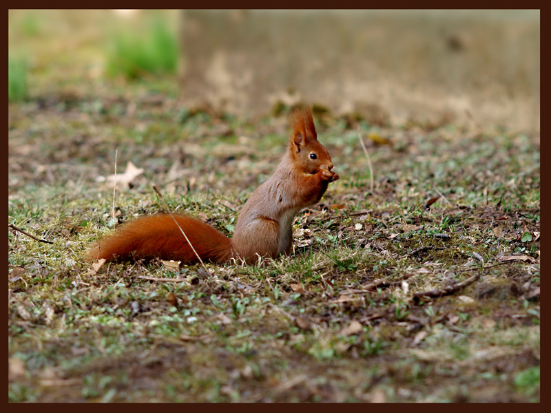 Eichhörnchen 1