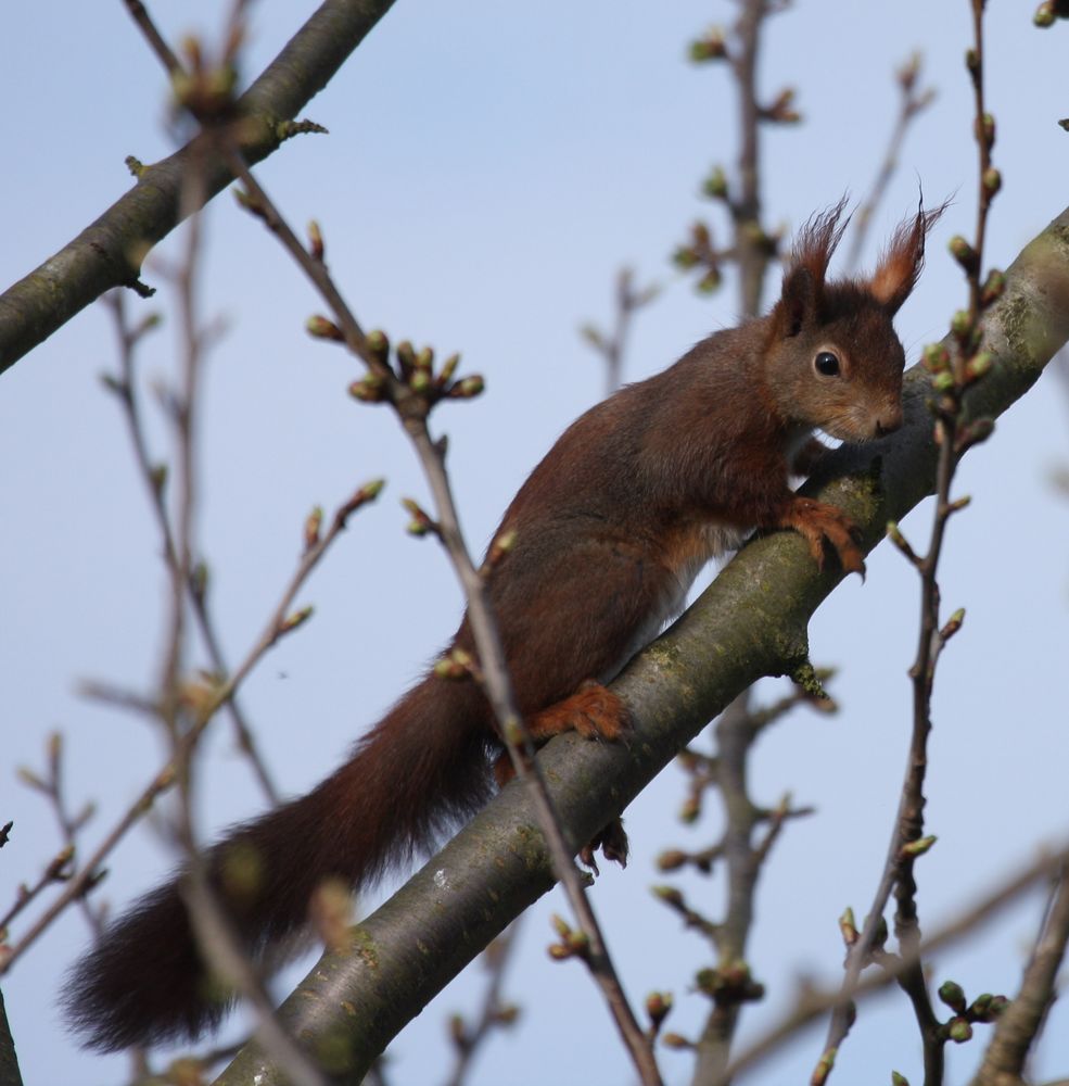 Eichhörnchen 1