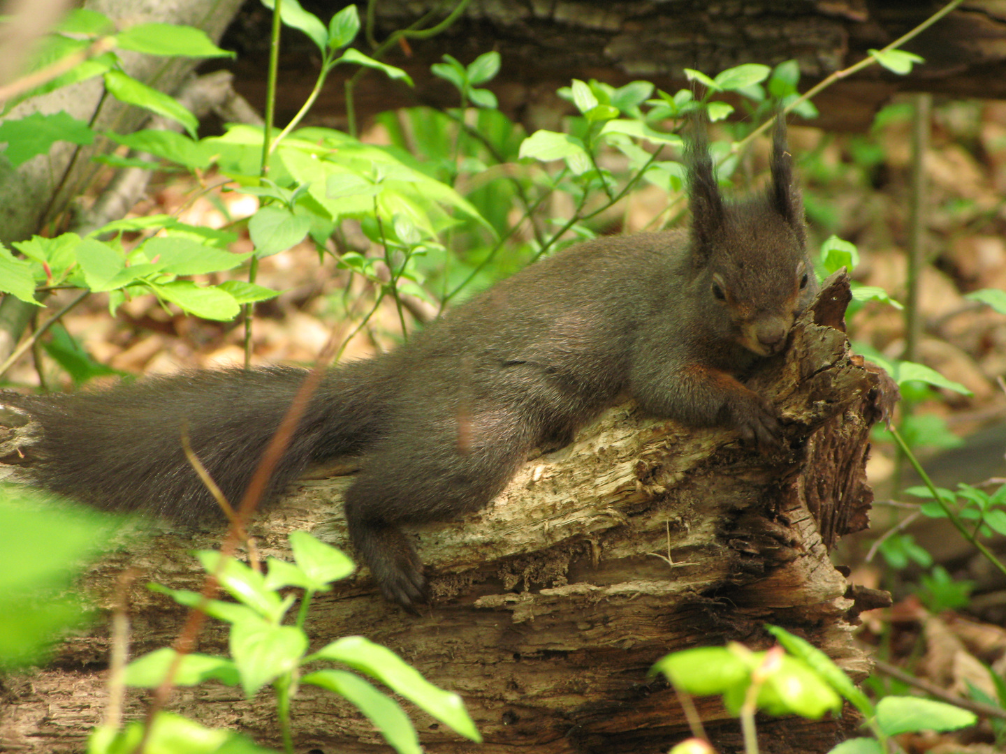 Eichhörnchen (1) ....