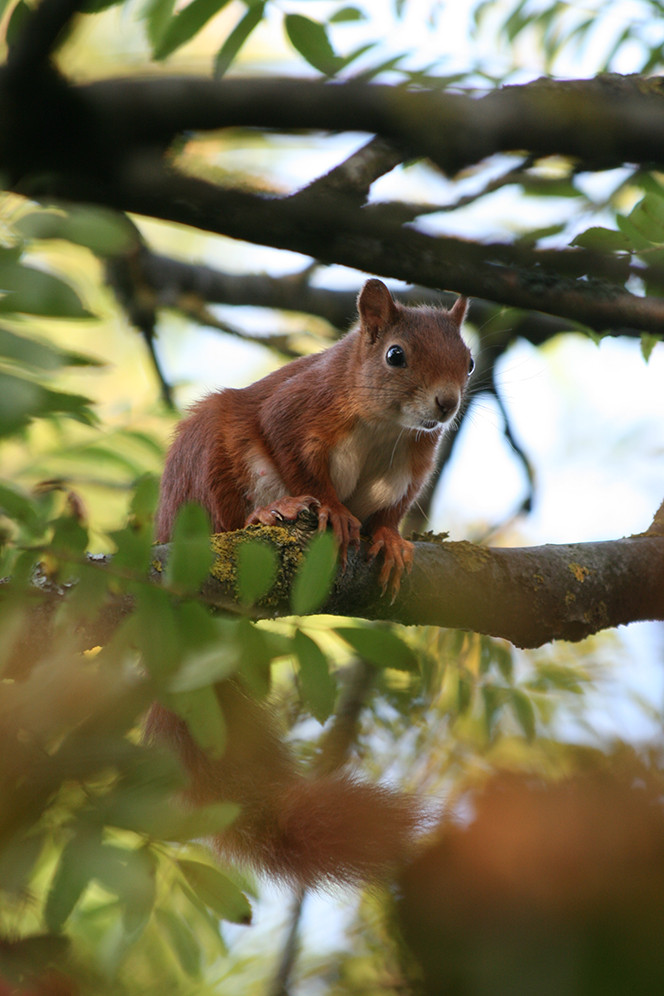 Eichhörnchen 1