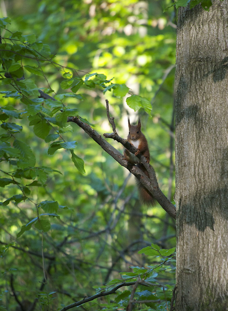 Eichhörnchen 1