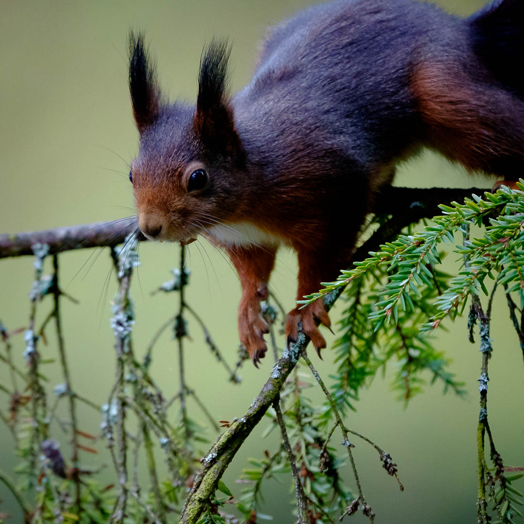 Eichhörnchen 1