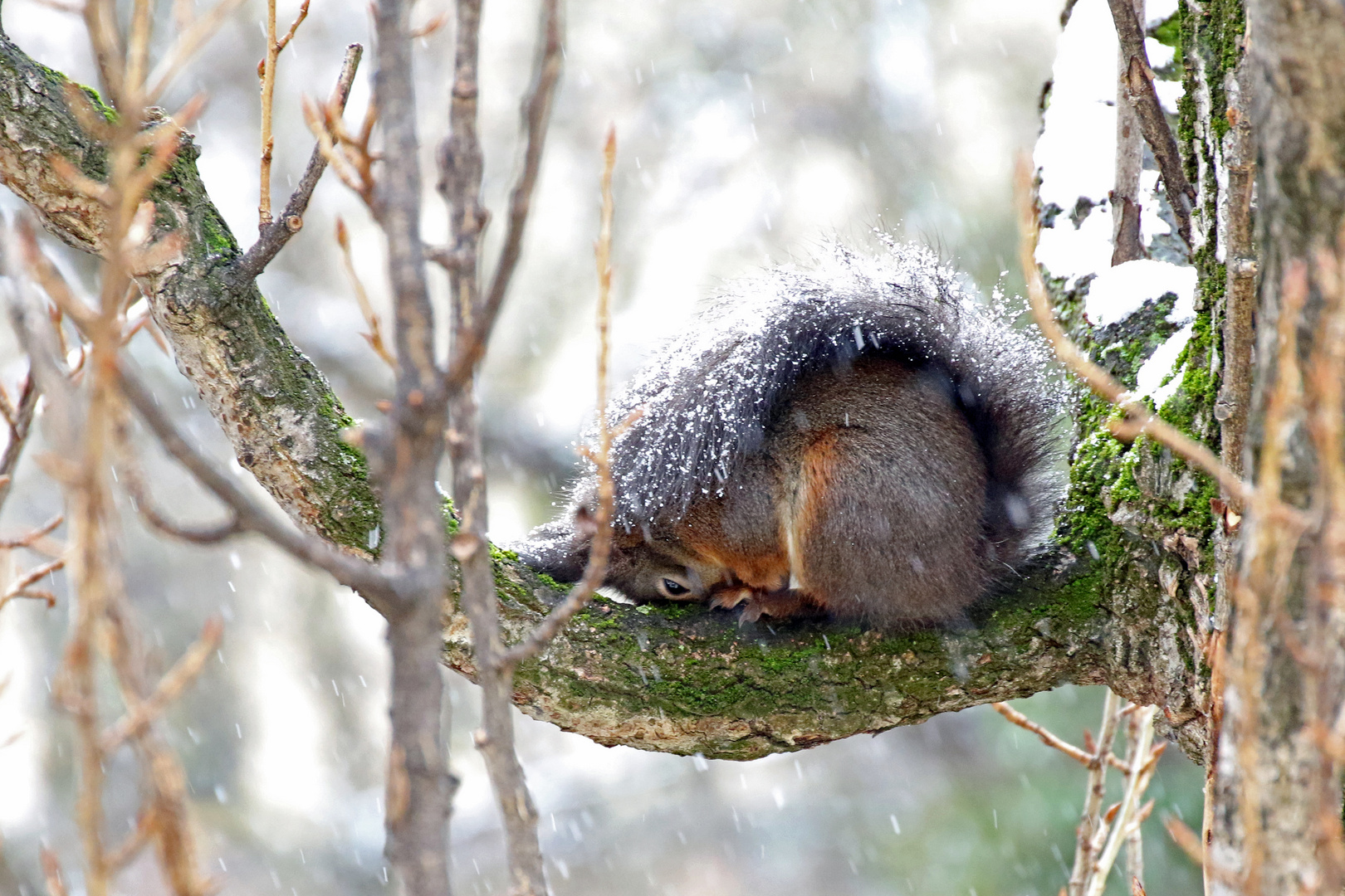 Eichhörnchen 1