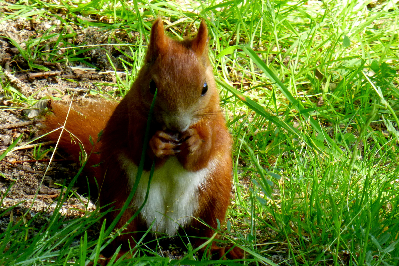 Eichhörnchen 1