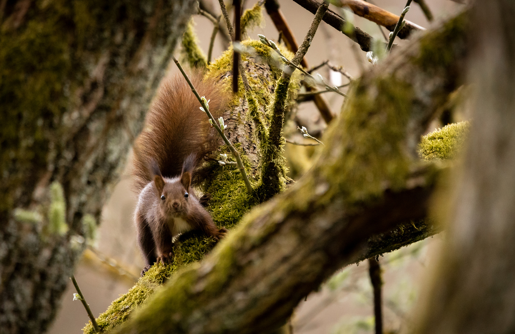 Eichhörnchen 1