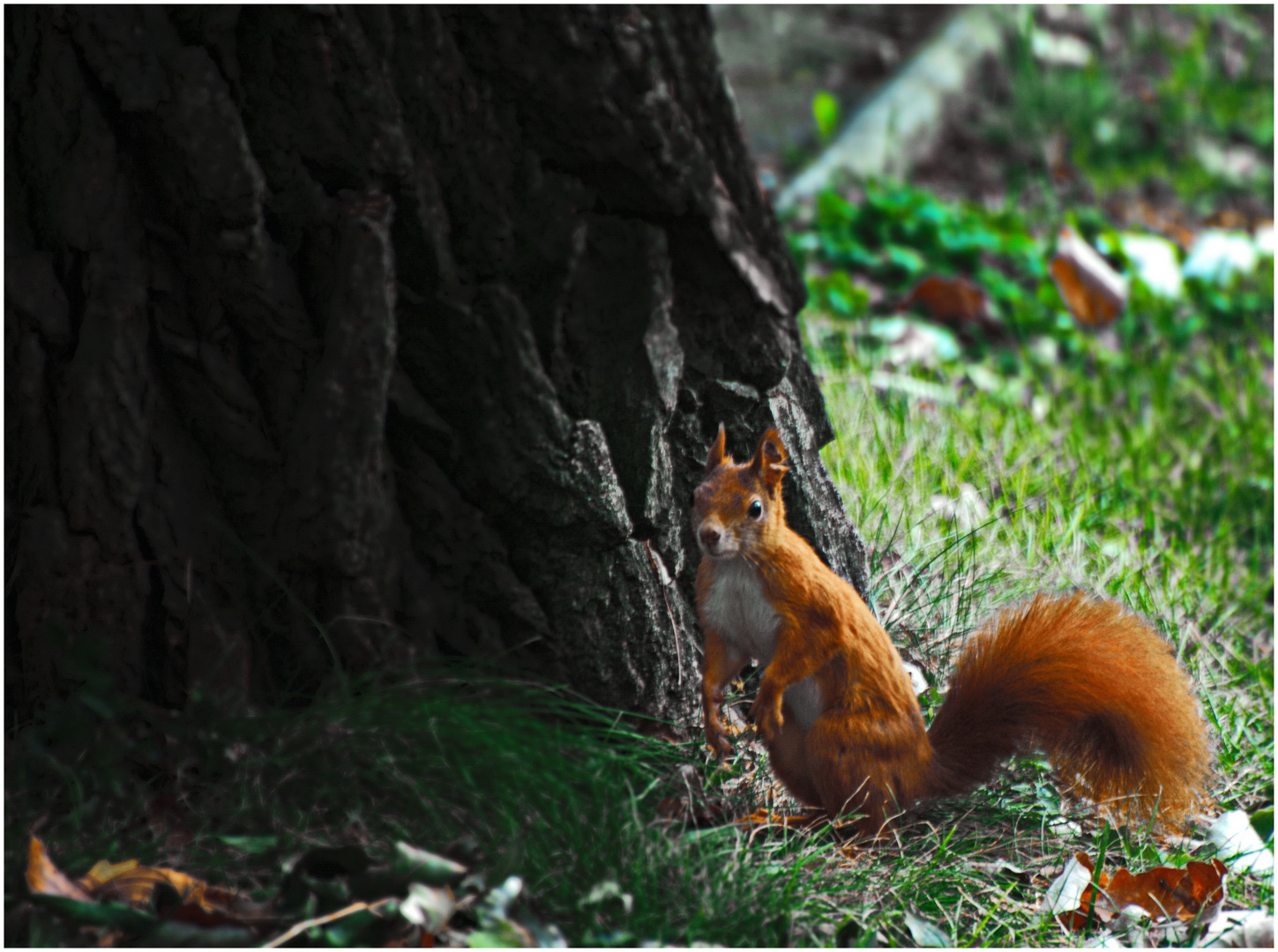 Eichhörnchen 1