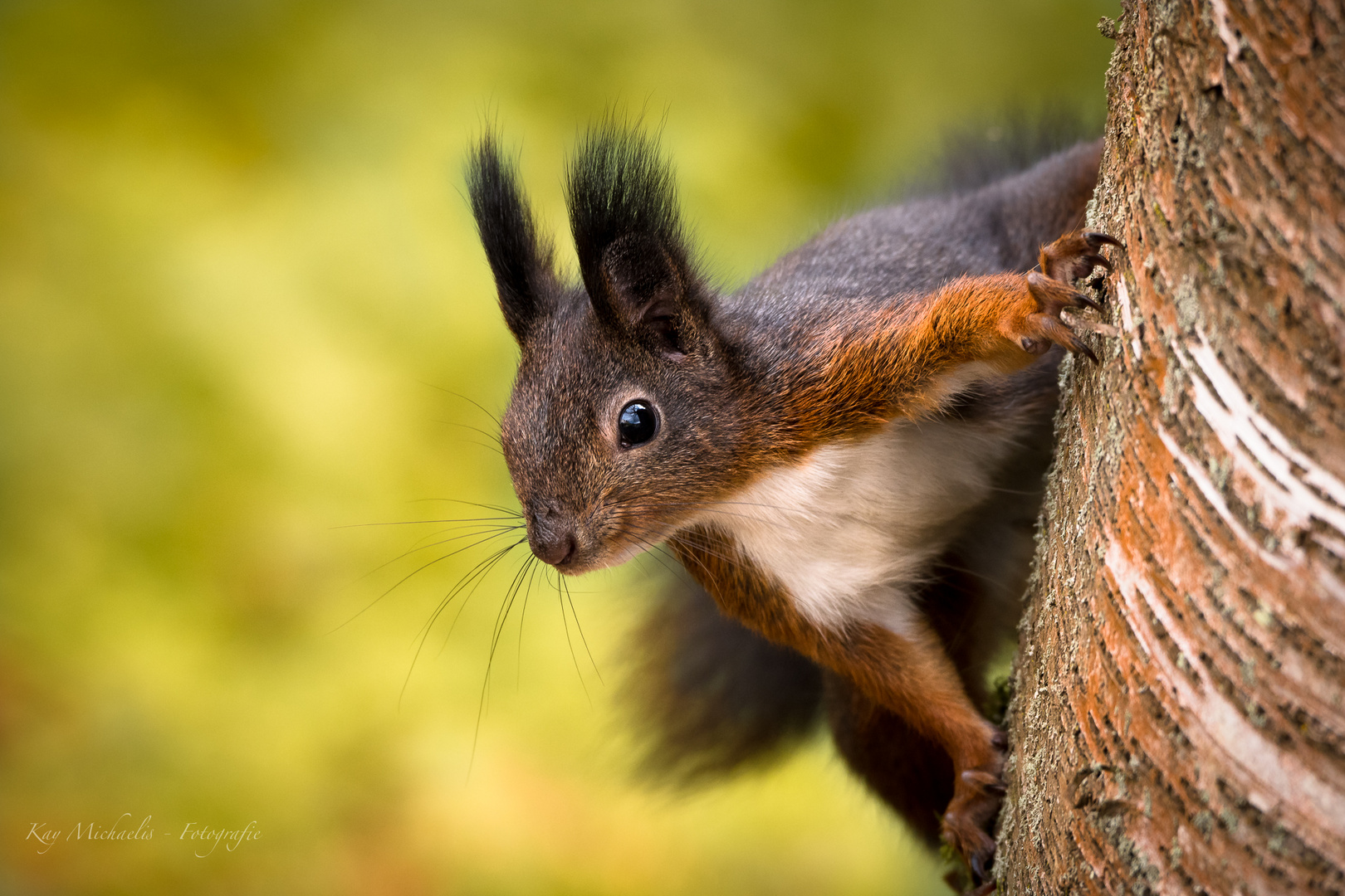 Eichhörnchen 1