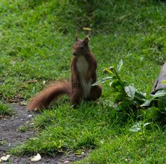 Eichhörnchen 1