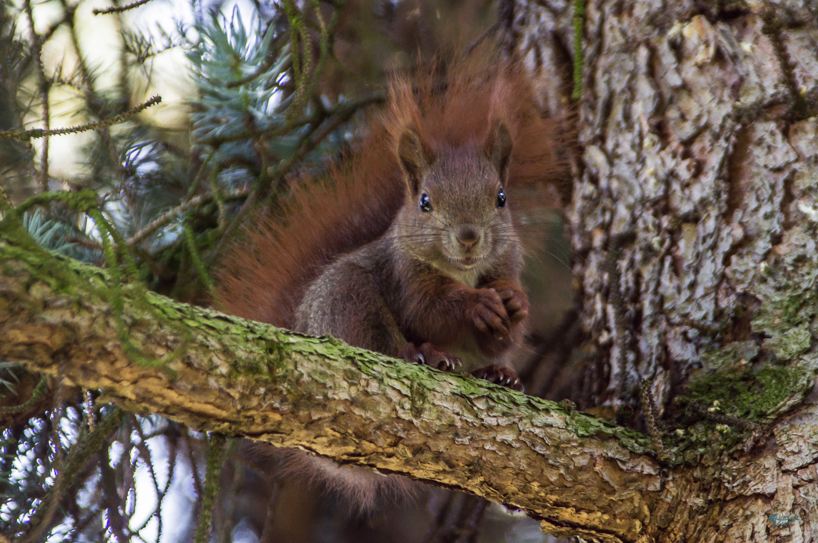 Eichhörnchen 1