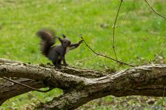 Eichhörnchen 1 (Sciurus vulgaris warum auch immer vulgaris)