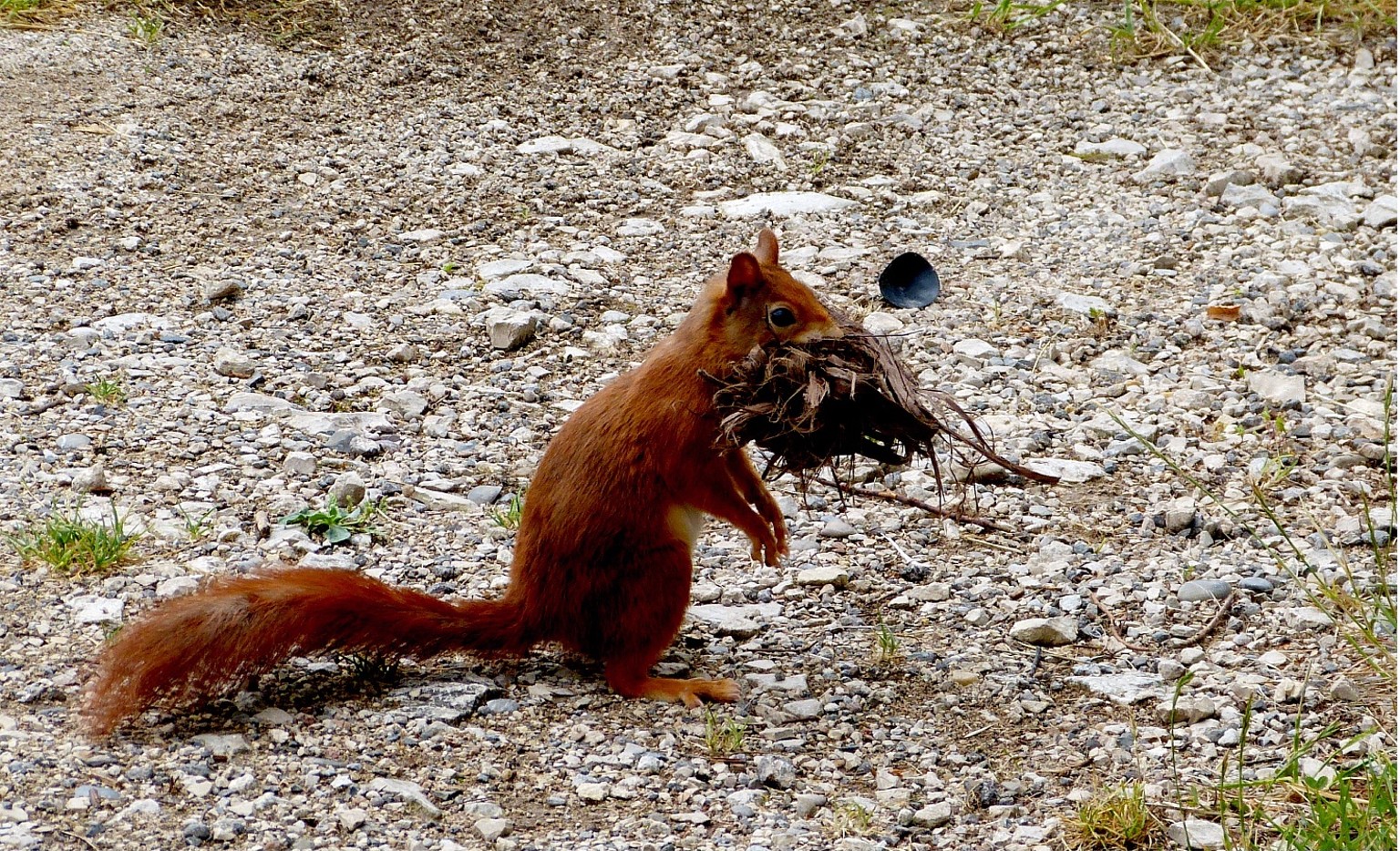 Eichhörnchen 10