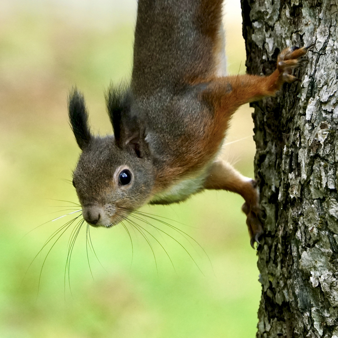 Eichhörnchen