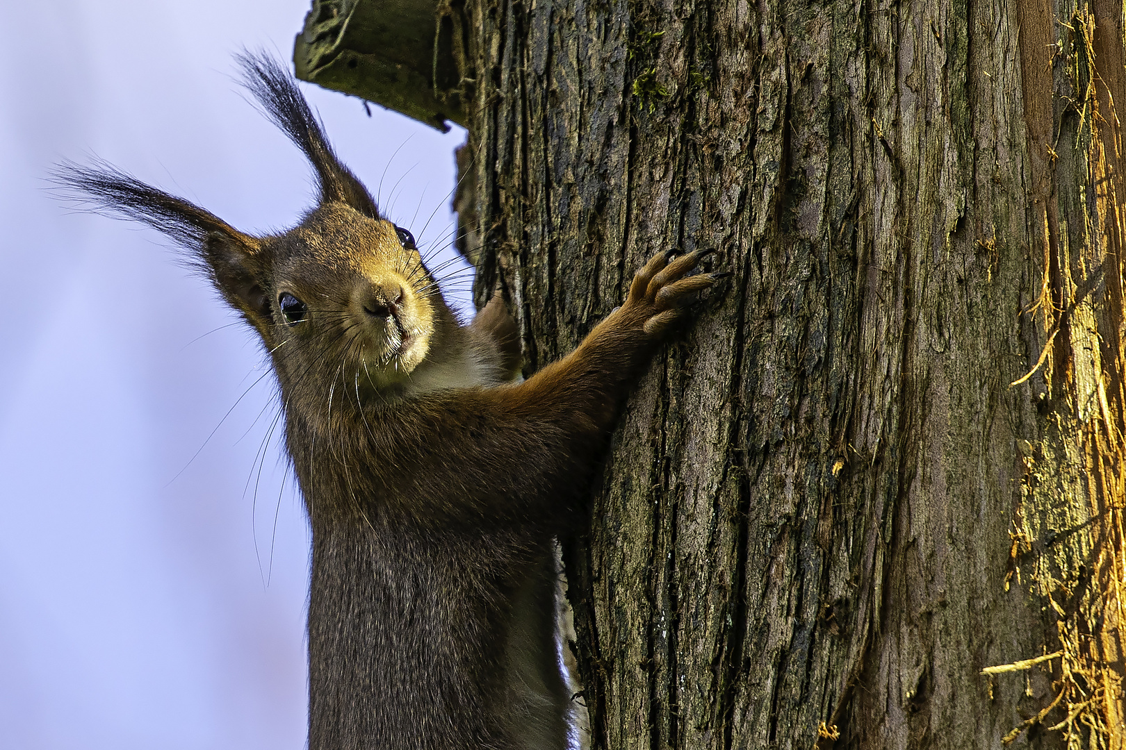 Eichhörnchen...