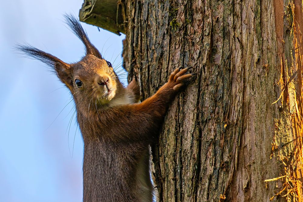 Eichhörnchen...