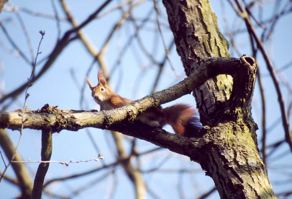 Eichhörnchen