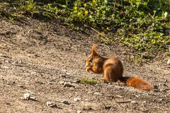 Eichhörnchen.