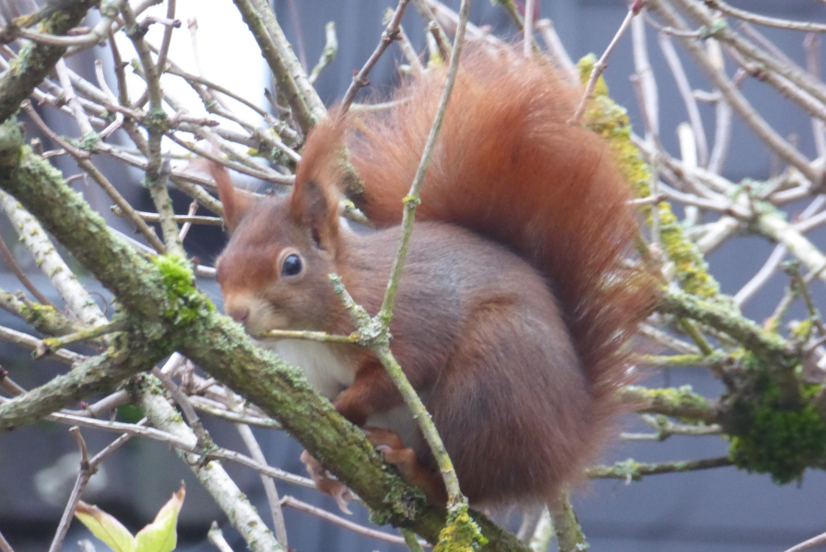 Eichhörnchen 12.11.23..