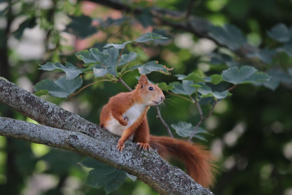 Eichhörnchen