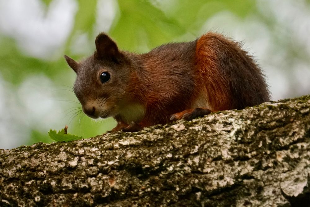 Eichhörnchen