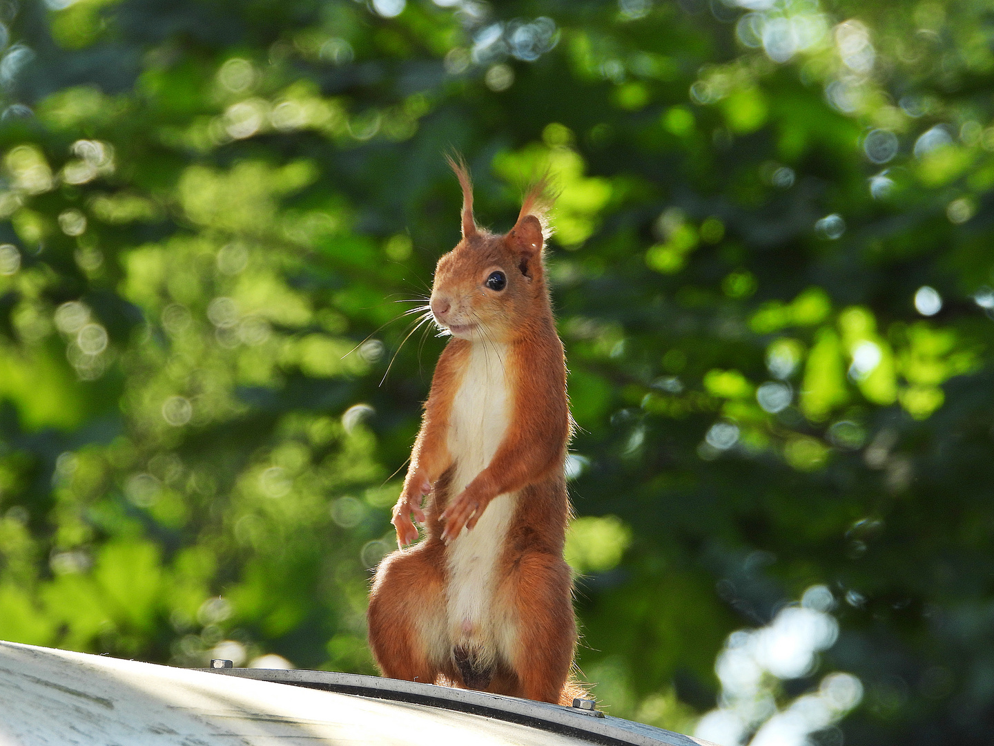 Eichhörnchen (13.06.2023)