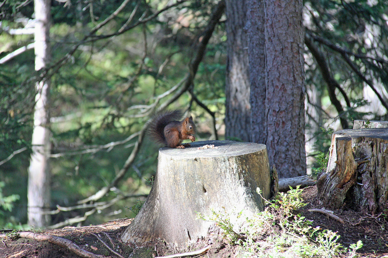 Eichhörnchen