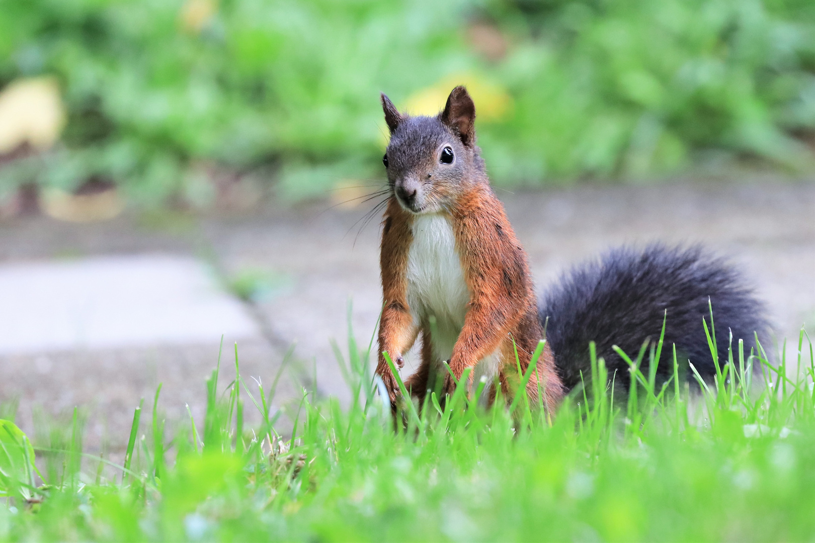 Eichhörnchen