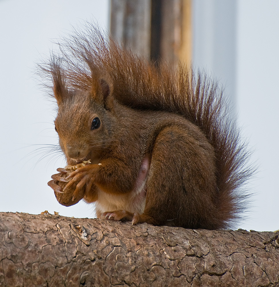 Eichhörnchen