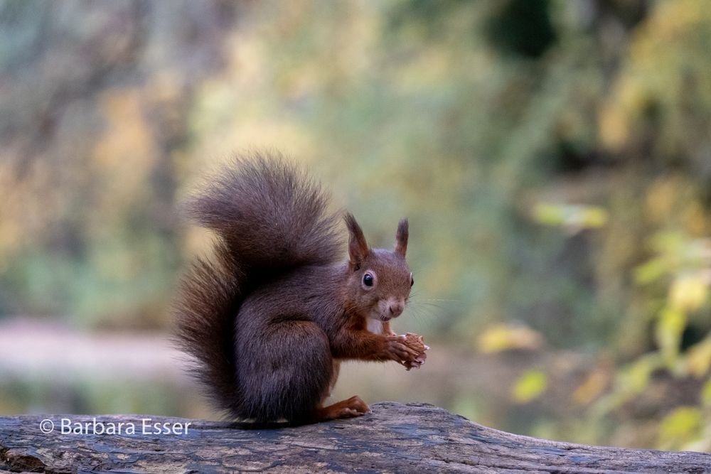 Eichhörnchen