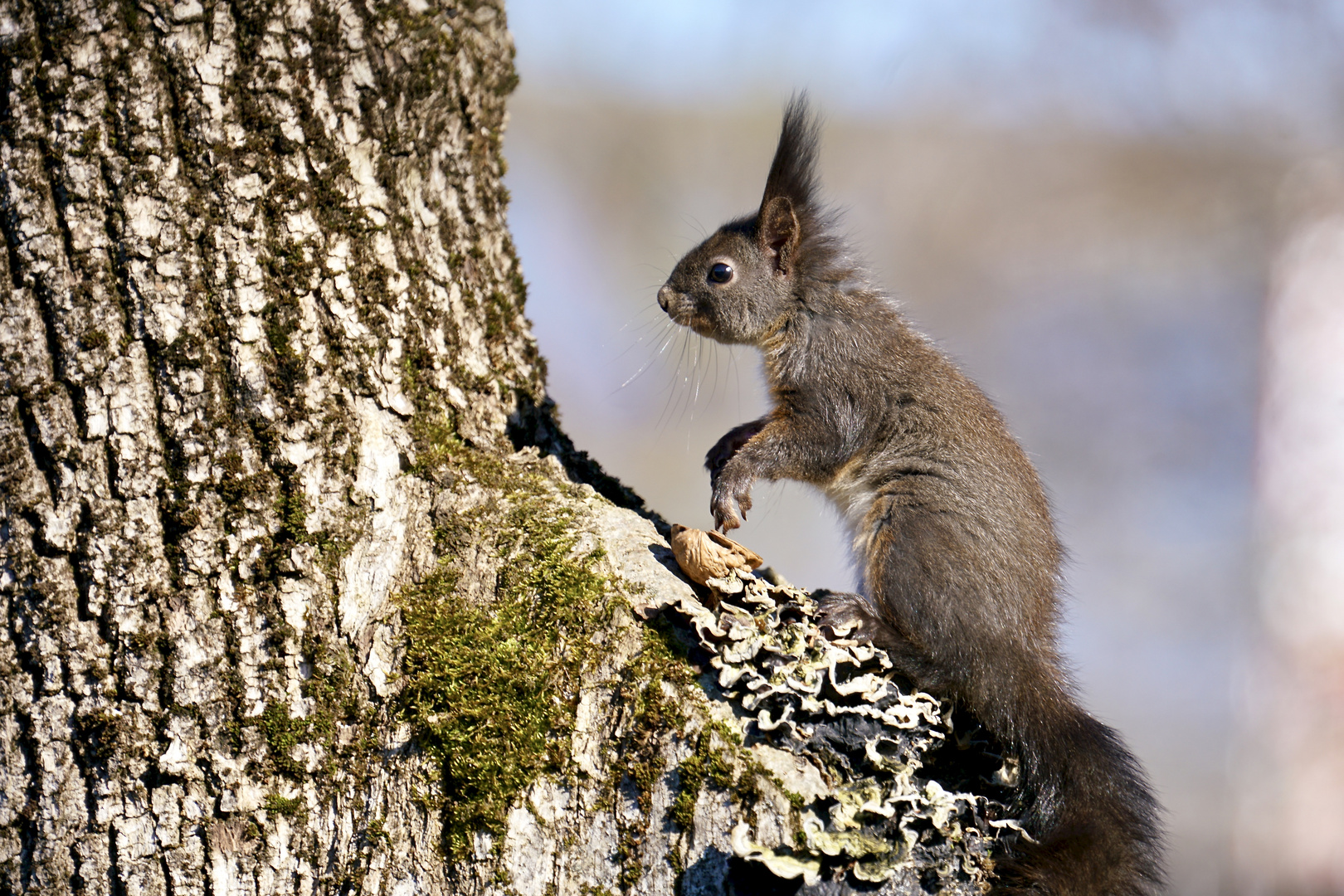 Eichhörnchen