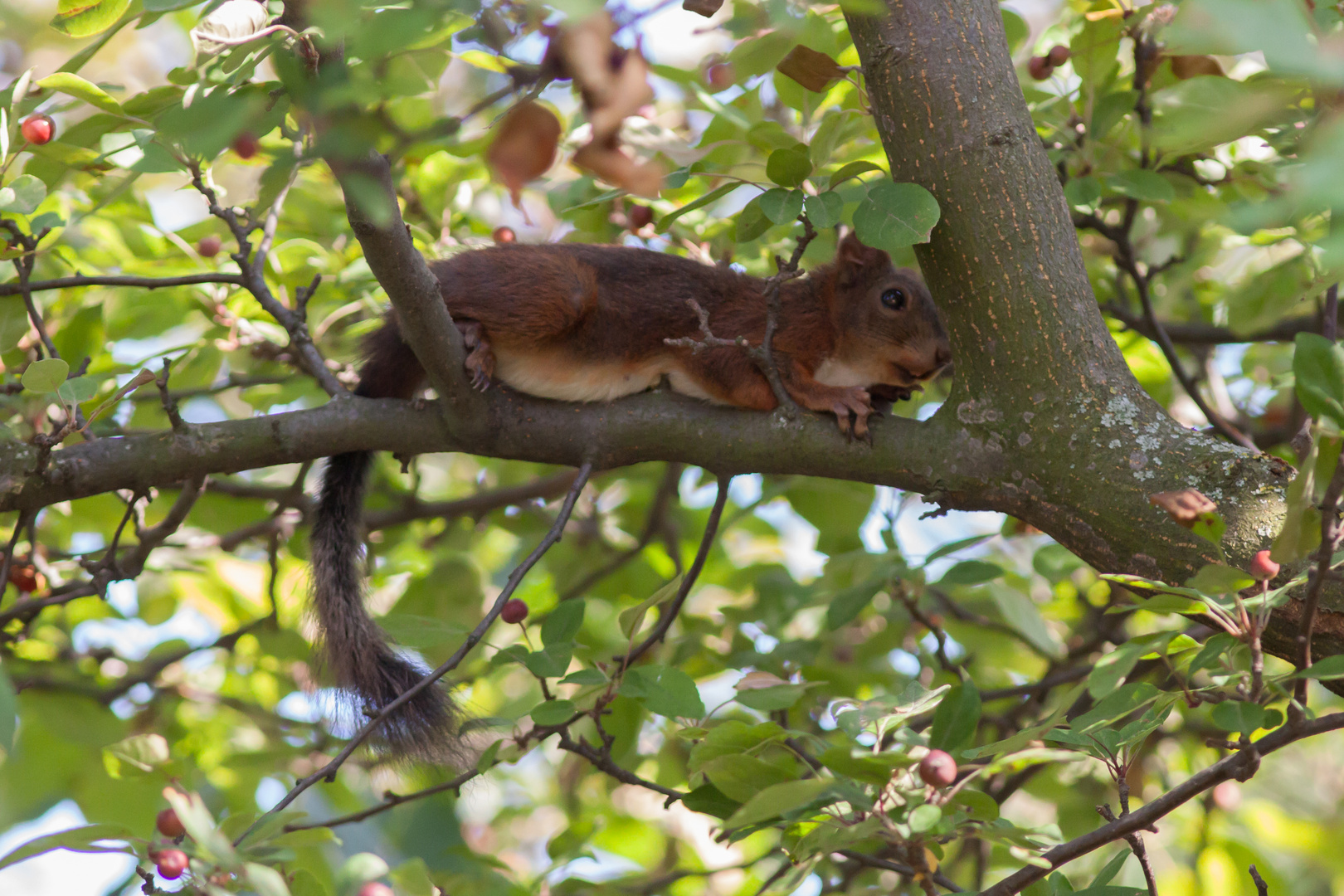 Eichhörnchen