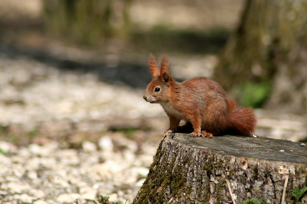 Eichhörnchen!