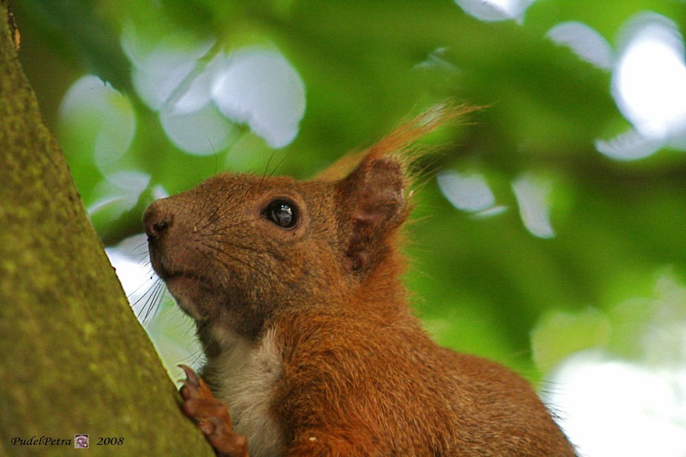 Eichhörnchen