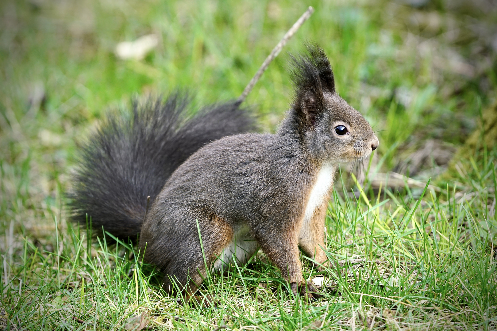 Eichhörnchen