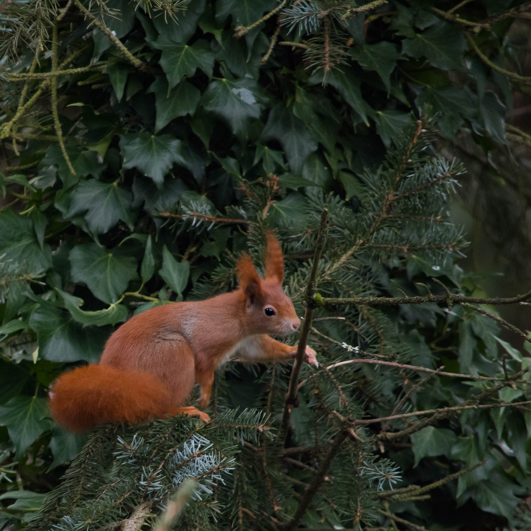 Eichhörnchen