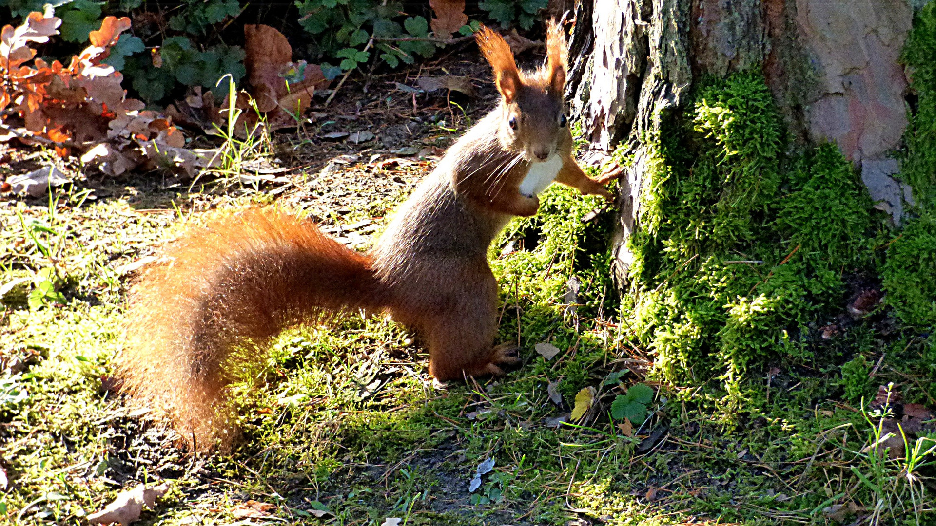 Eichhörnchen 14