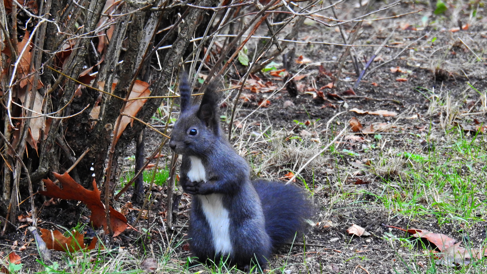 Eichhörnchen 14