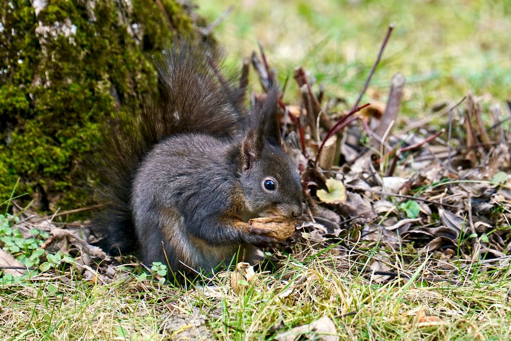 Eichhörnchen