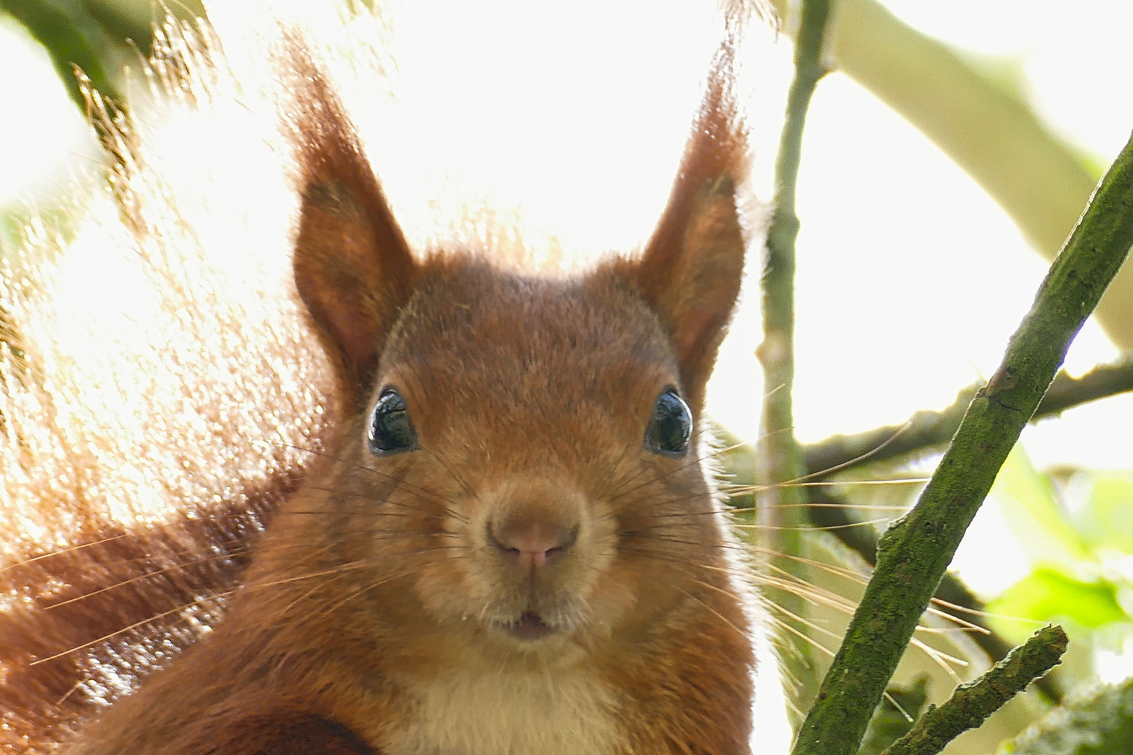 Eichhörnchen