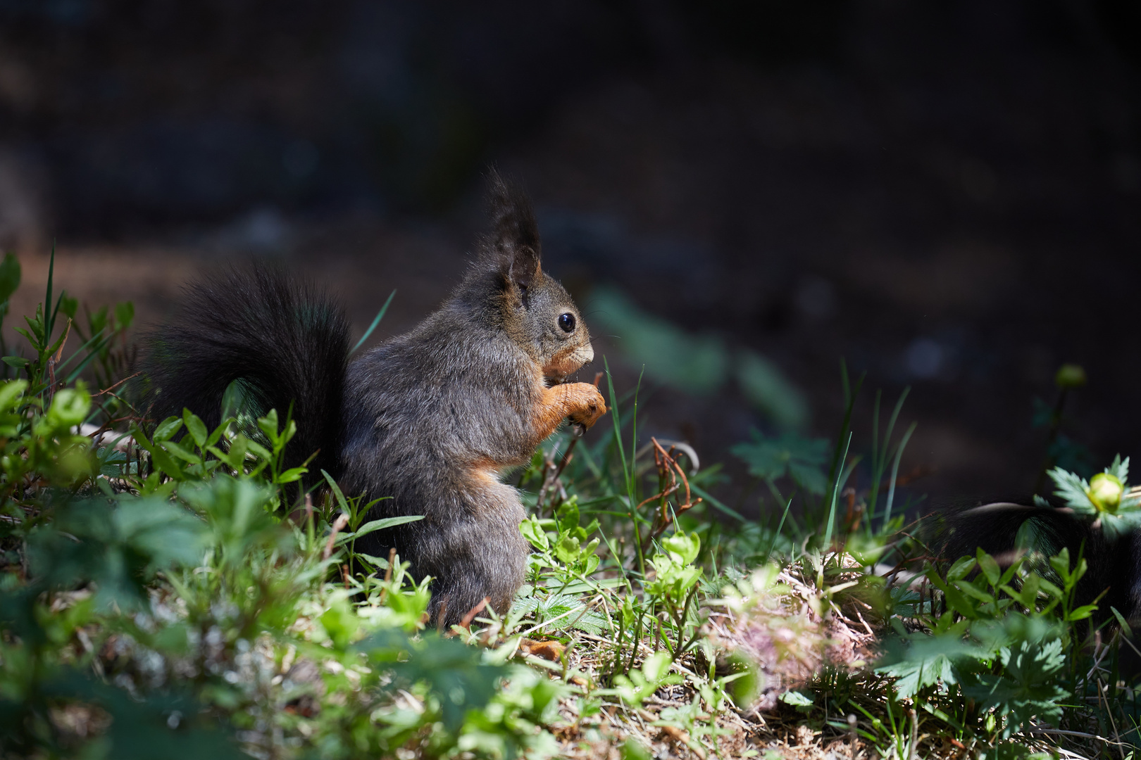 Eichhörnchen 