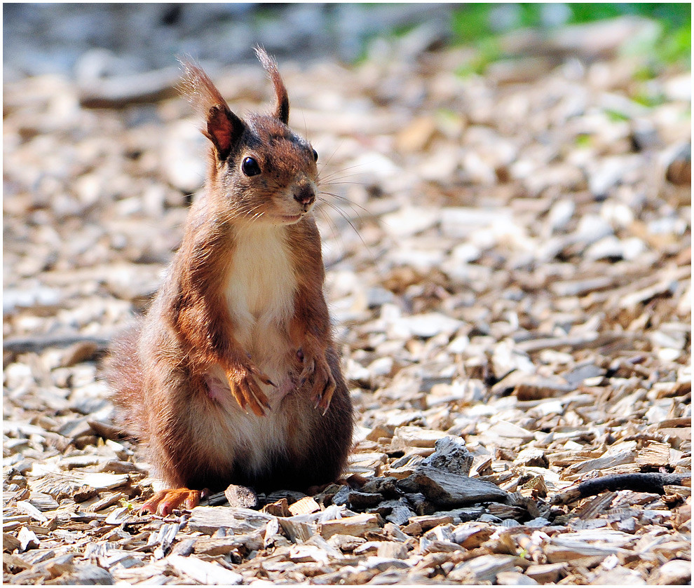 Eichhörnchen