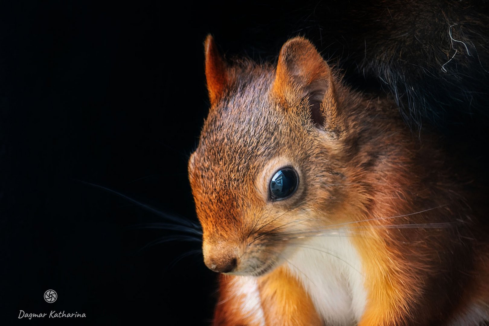 Eichhörnchen 