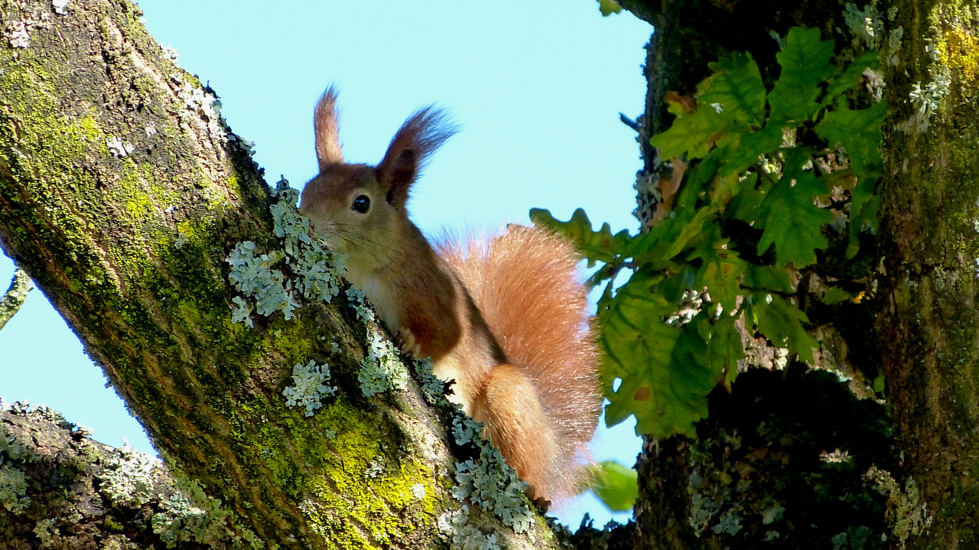 Eichhörnchen 15