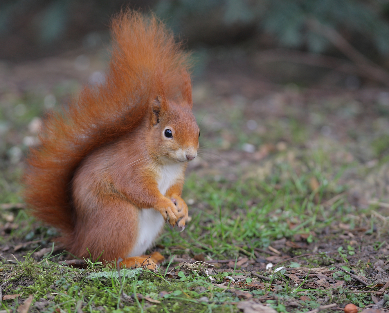 Eichhörnchen 15.2.2015