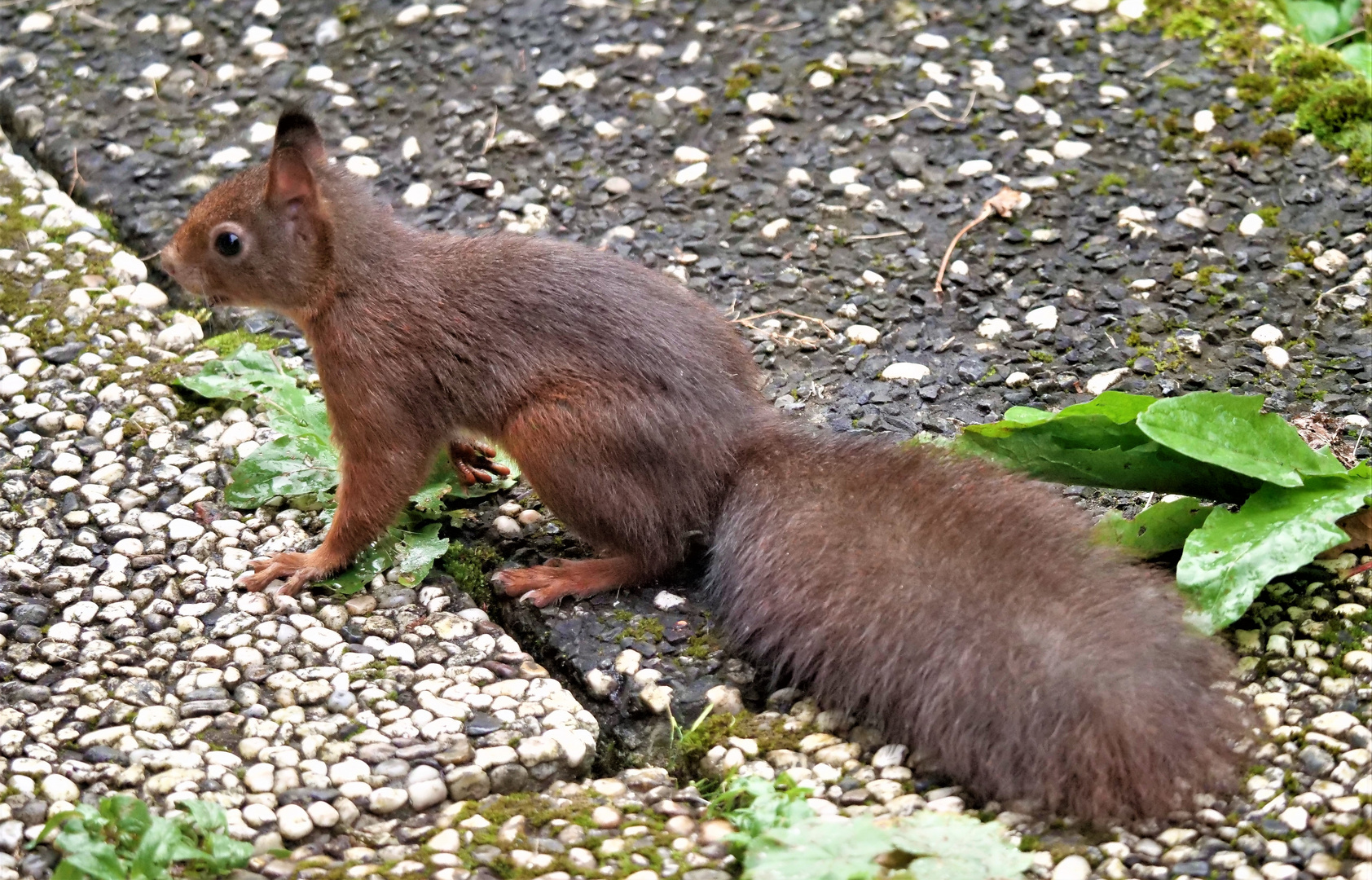 Eichhörnchen