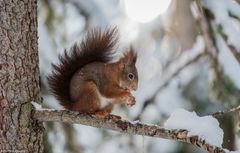 Eichhörnchen