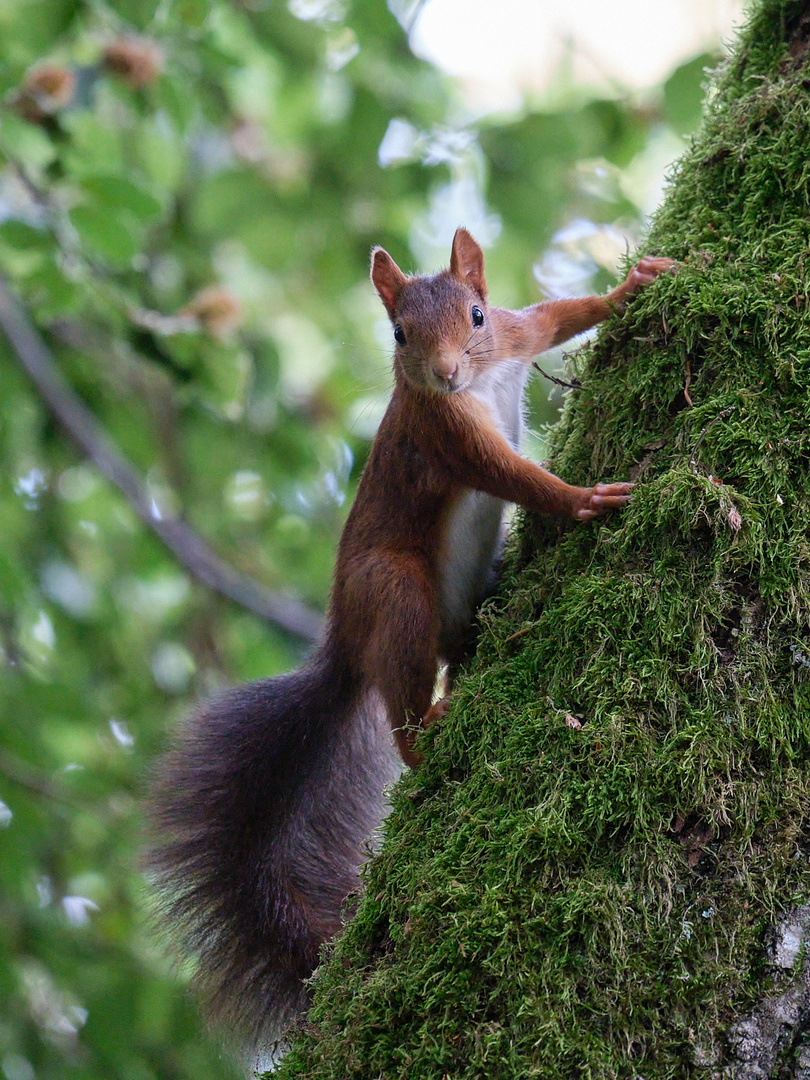 Eichhörnchen