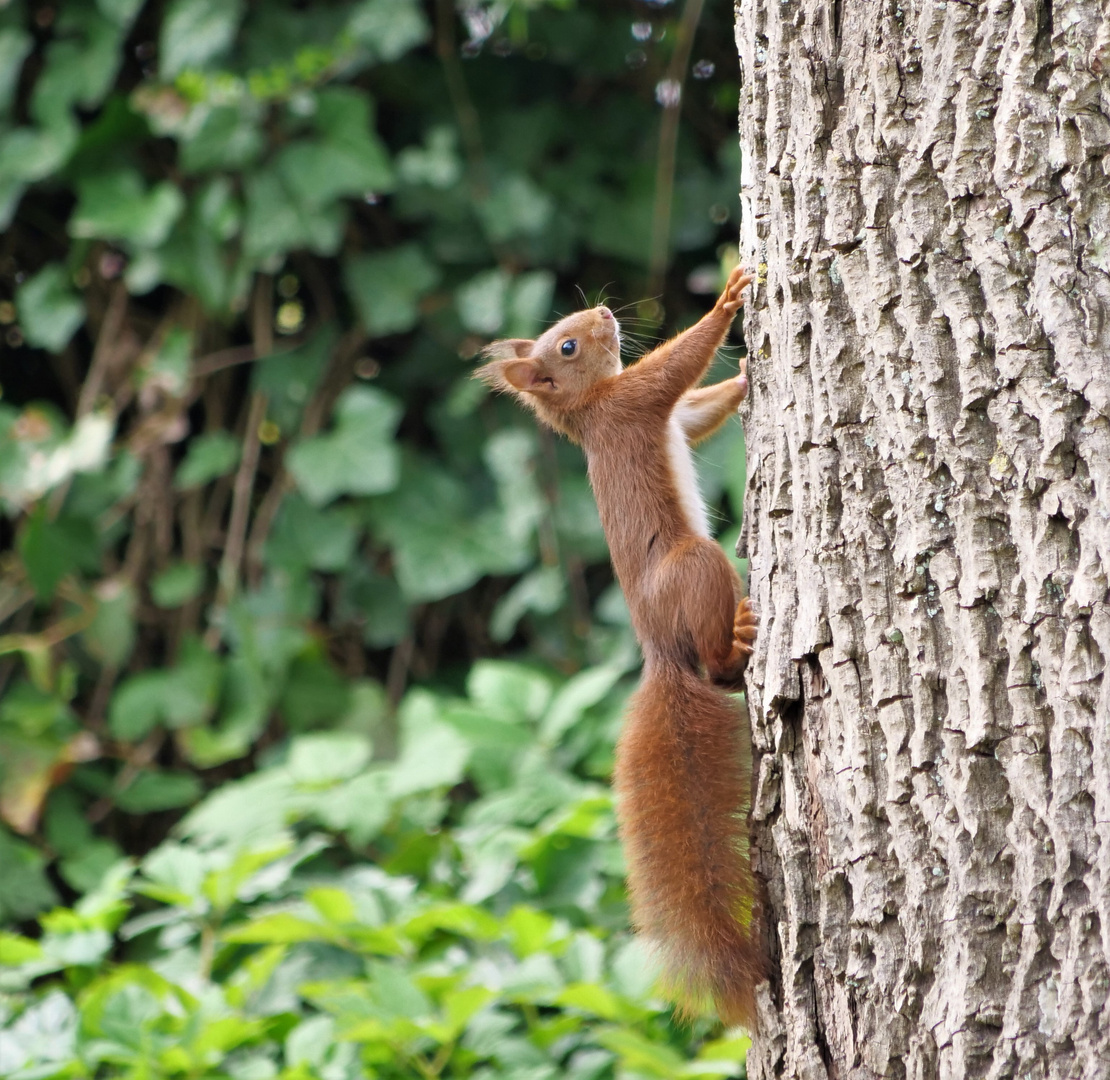 Eichhörnchen